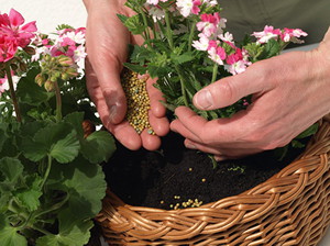 Description of methods for feeding geraniums and fertilizing for this