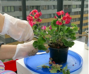 Features of transplanting room geranium