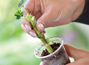 Description of the method for propagating geranium at home by cuttings