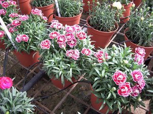 Types and varieties of carnations