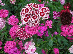 Growing Turkish carnations