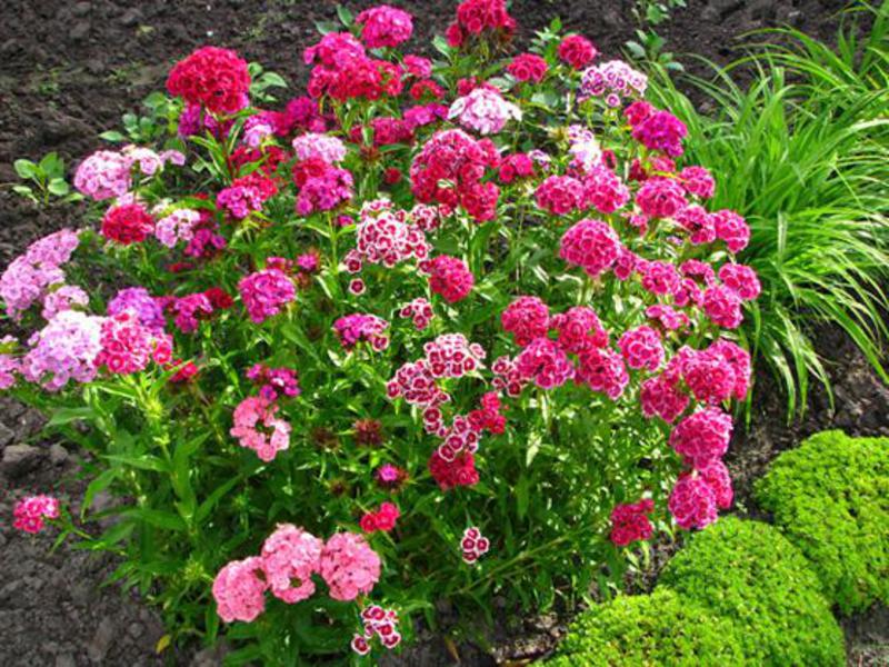 Varieties of carnations