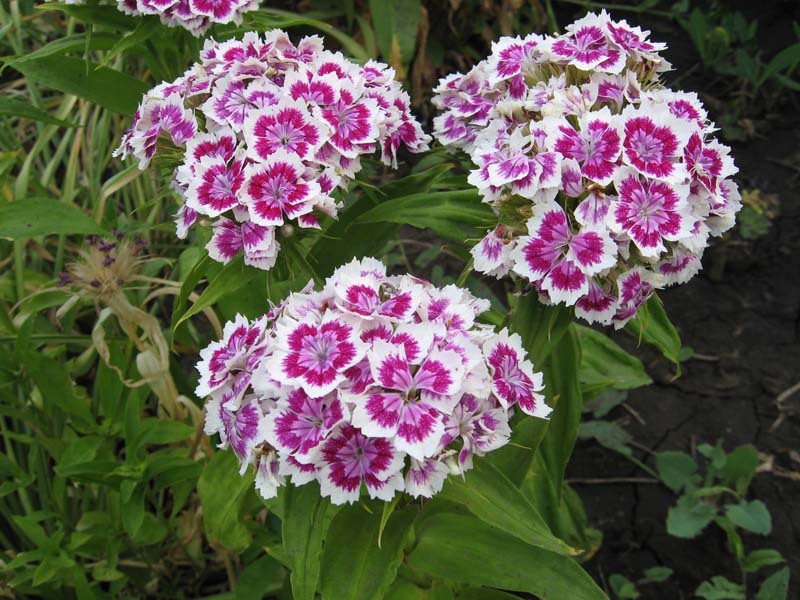 What are the varieties of carnations