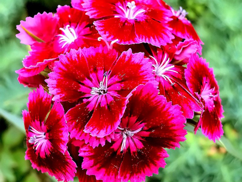 Varieties and types of carnations