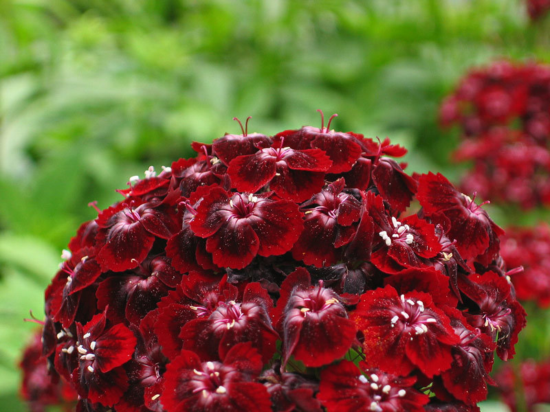 Description of Turkish Carnation