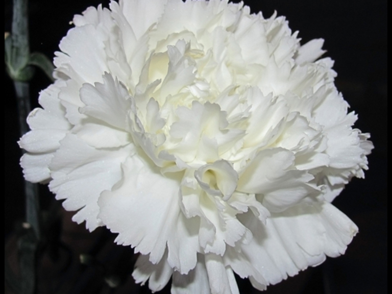 What does a Turkish carnation look like?