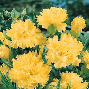 What are the varieties of carnations