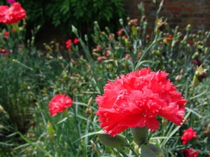 Carnation shabo