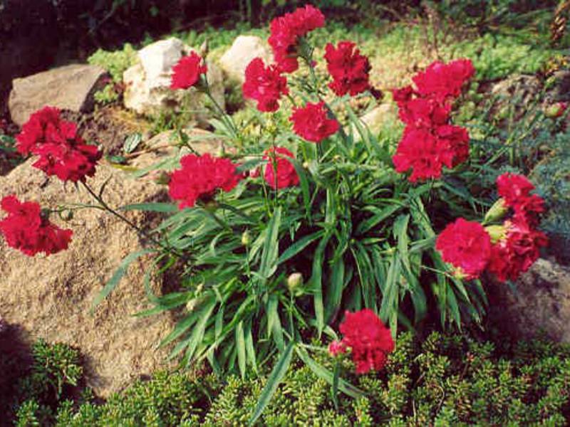 Grabbing a variety of carnations