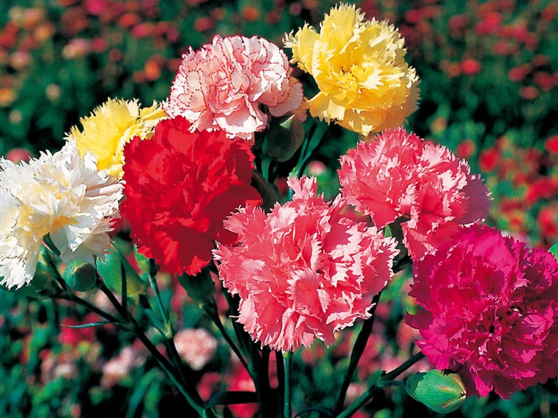 Types of carnations