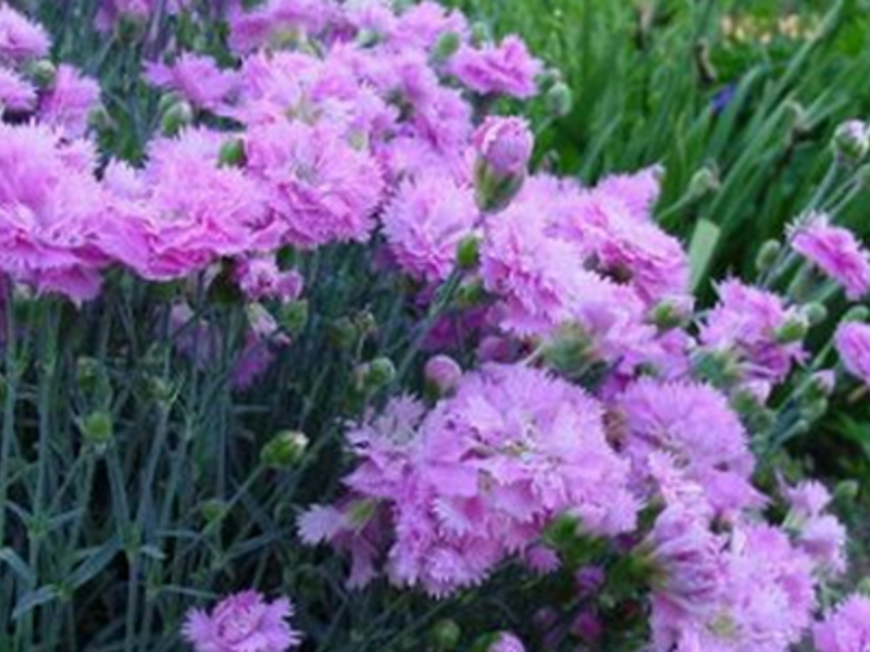 Carnation variety name