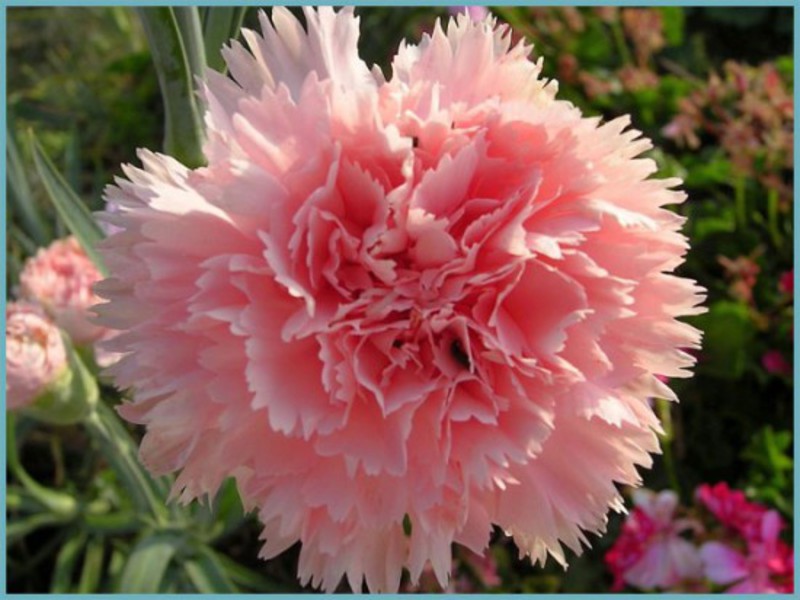 Planting a carnation