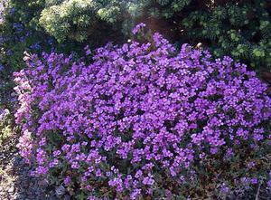 Weaving Aubriet