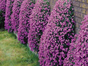 How to plant Aubrieta