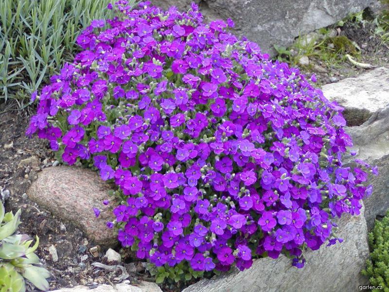 How long aubrieta blooms