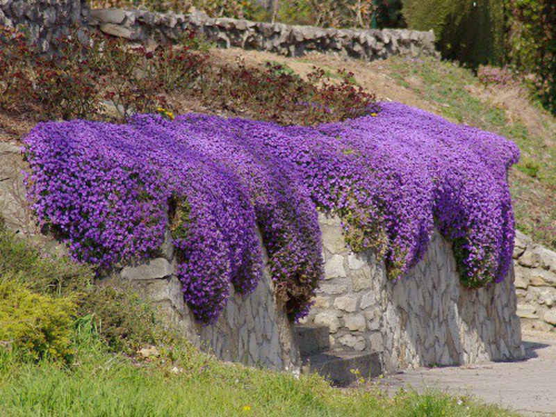 Description of the aubriet plant