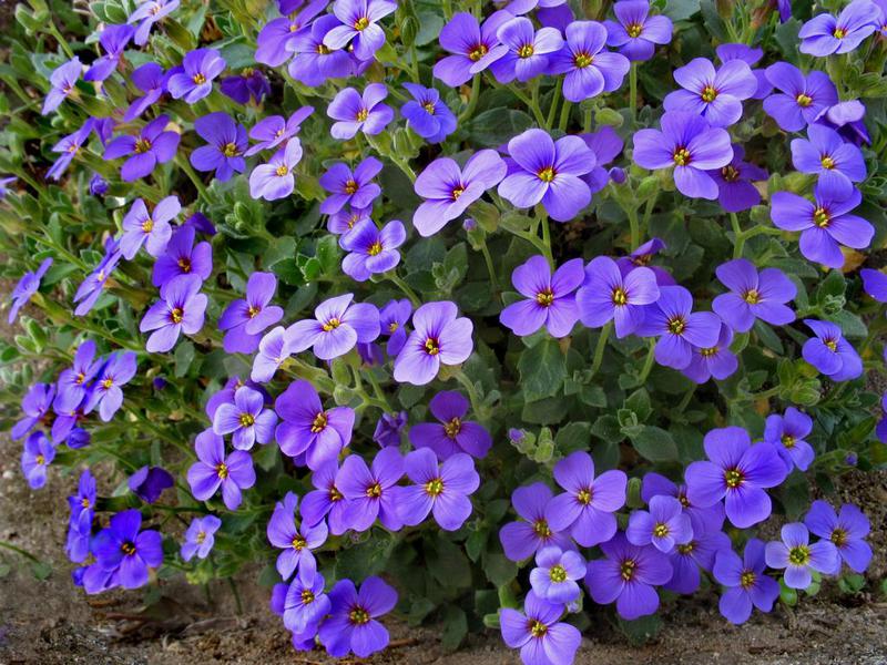 How aubrieta blooms