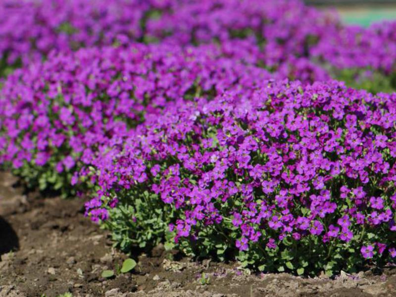 Planting aubriets