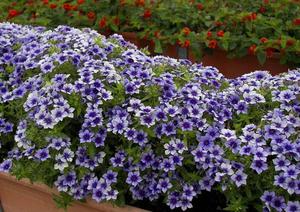 How to properly care for phlox