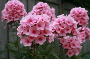 Phlox varieties