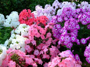 Phlox in a flower bed