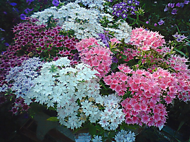 Varieties of phlox varieties