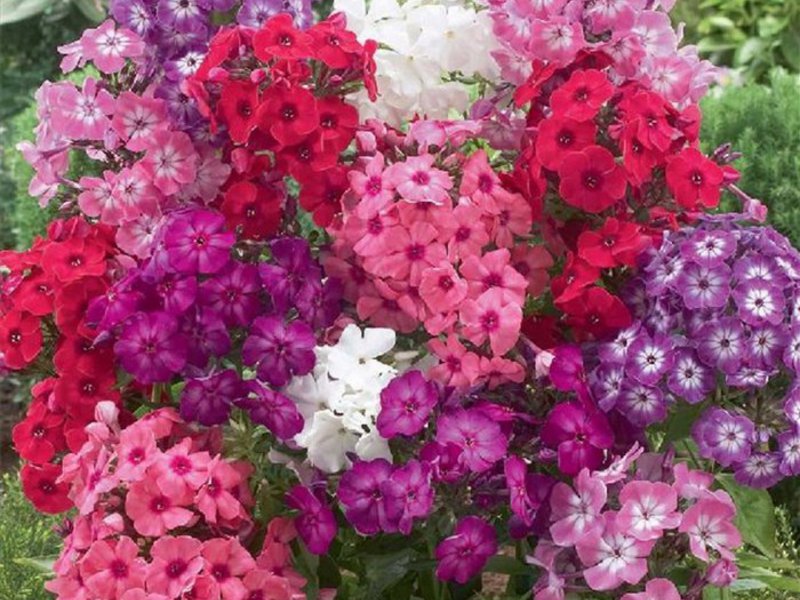 Phlox flower diseases