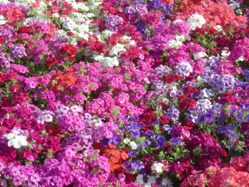 Drummond's phlox annual