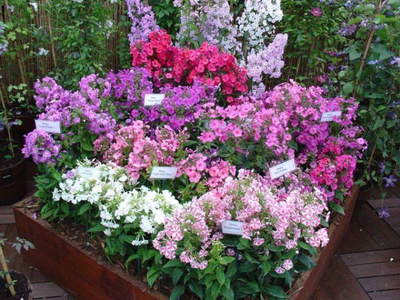 Summer phlox flowers