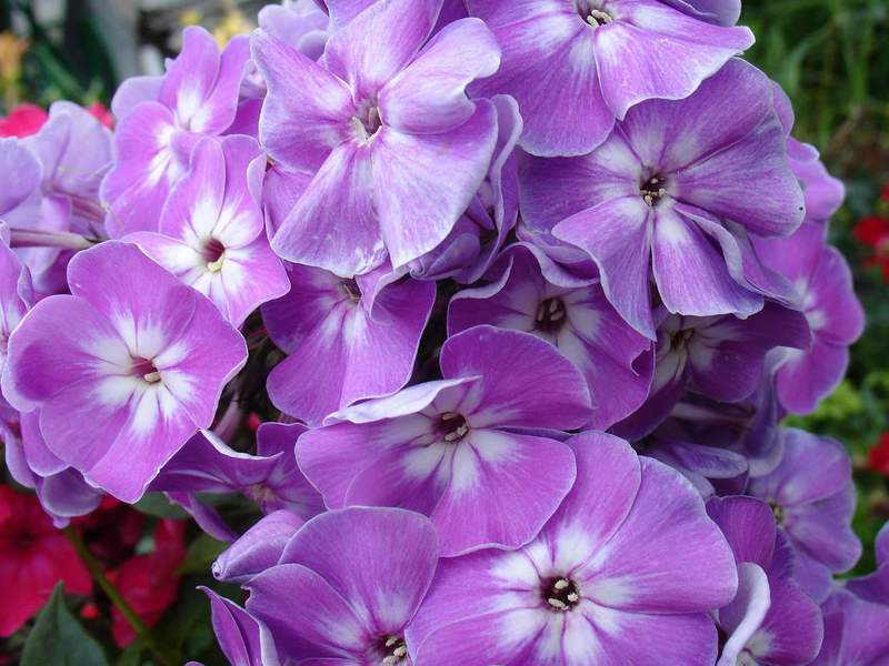 Drummond phlox varieties