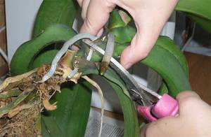 Orchid propagation methods