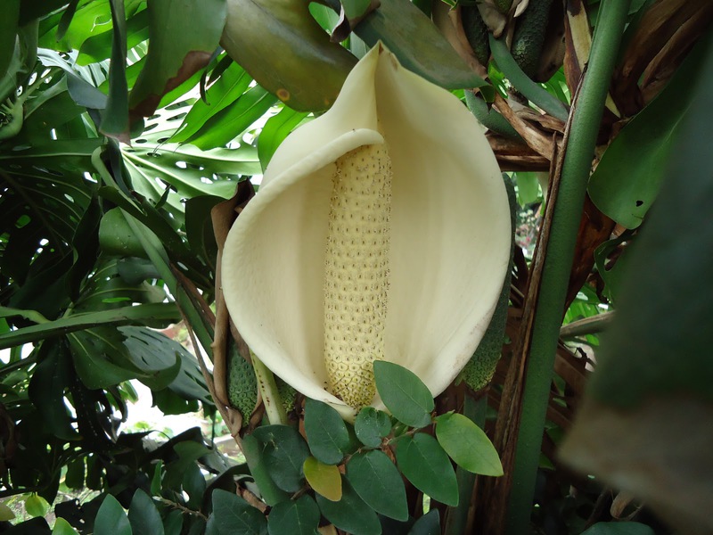 Features of flowering monstera