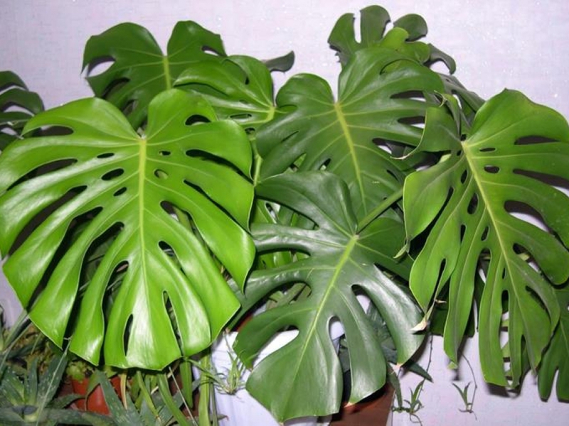 Possible harm from a monstera flower