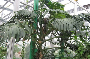 Characteristics of the monstera