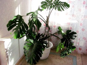 List of benefits of the monstera flower