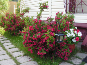 Weigela shrub and its types