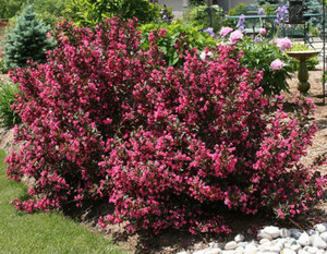 Weigela plant