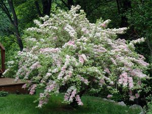 How to properly plant a weigela