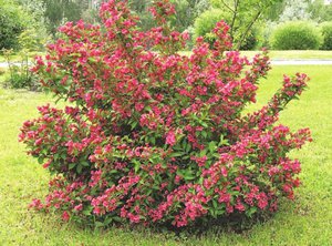 Landing weigela