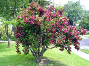 Varieties of varieties of weigela