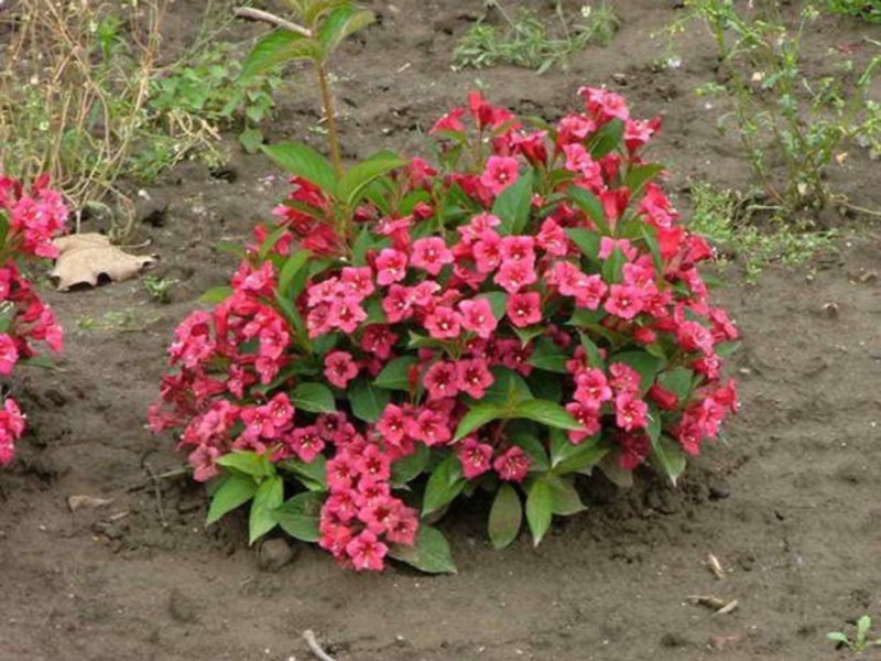 Weigela variety