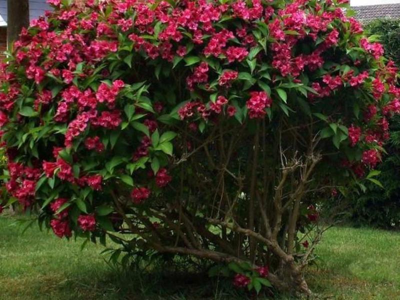 Weigela plant description