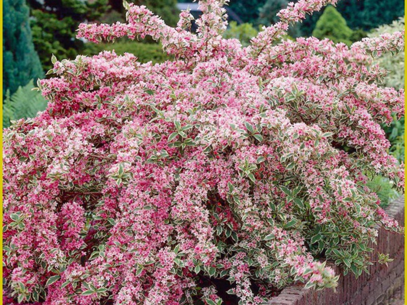 Weigela at the site