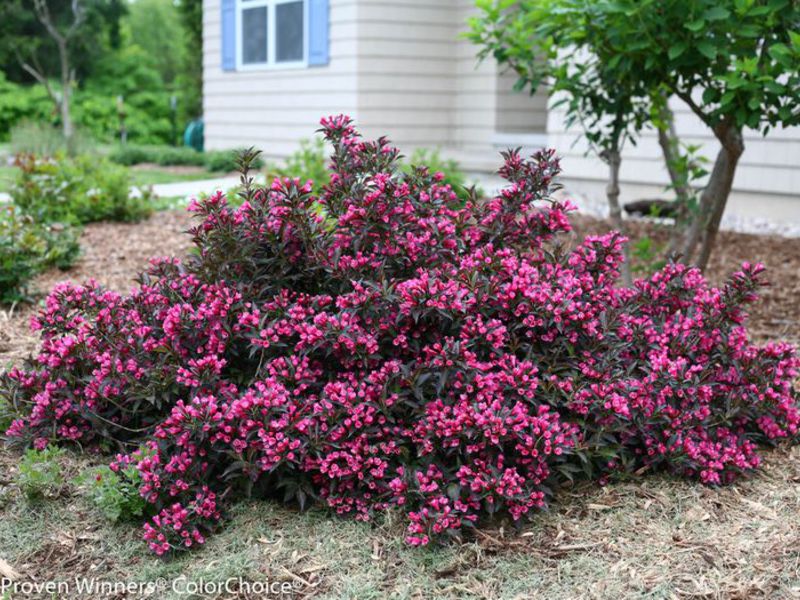 Use of weigel shrubbery