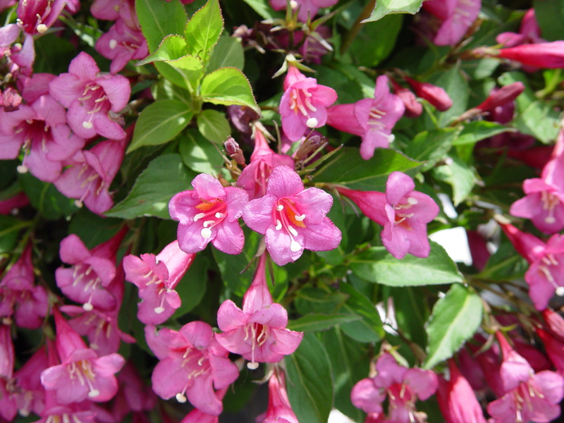 How long weigela blooms