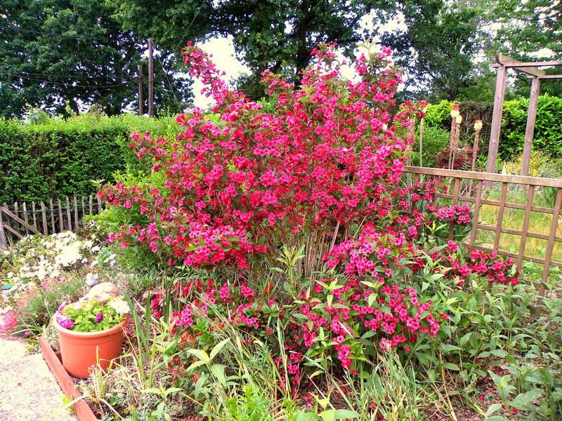 Flowering weigela