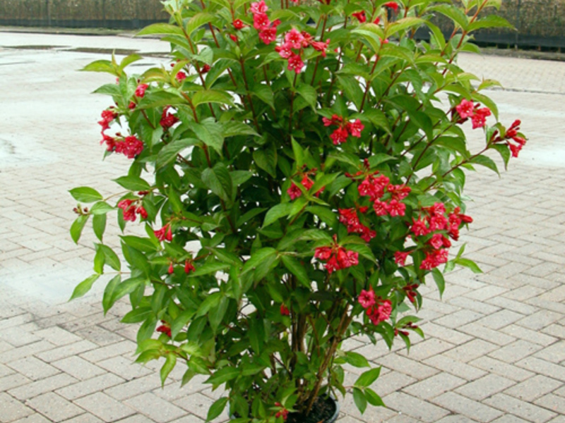 Landing weigela