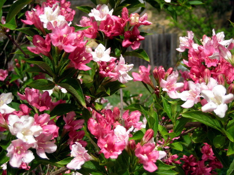 Weigela variety and type