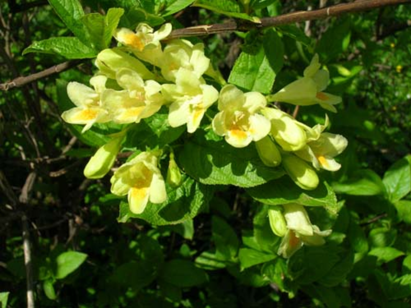 Weigela shrub