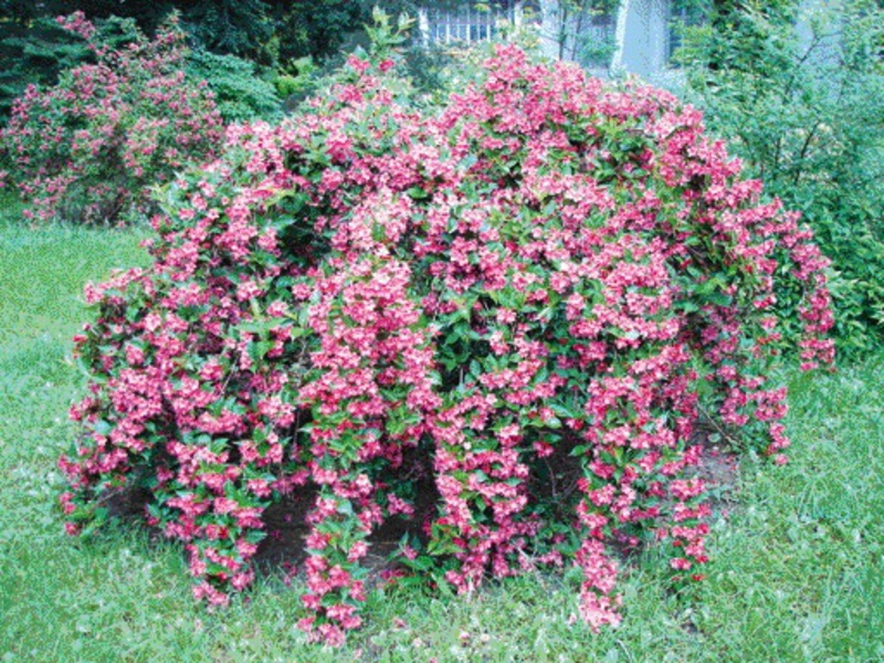 Weigela appearance